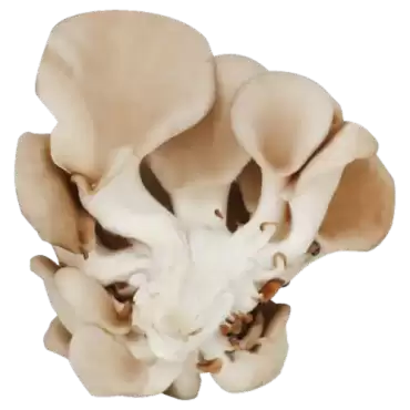 golden oyster mushrooms