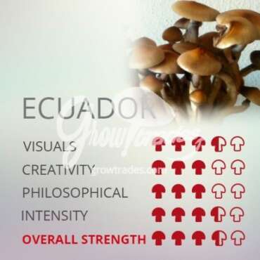 ecuador mushroom